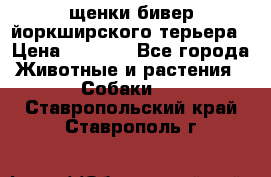 щенки бивер йоркширского терьера › Цена ­ 8 000 - Все города Животные и растения » Собаки   . Ставропольский край,Ставрополь г.